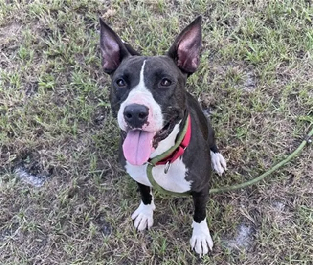 Oscar