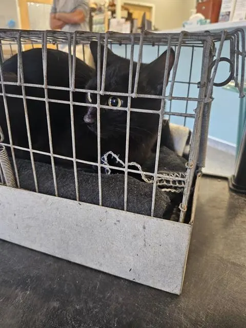 Adoptable Cat