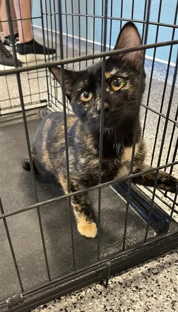 Adoptable Cat