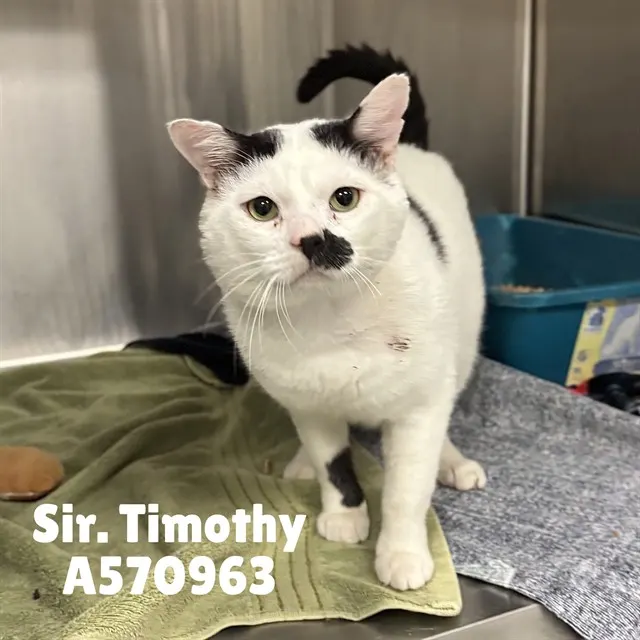 Sir. Timothy