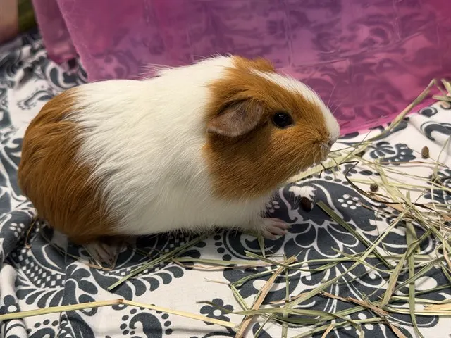 Marshmallow