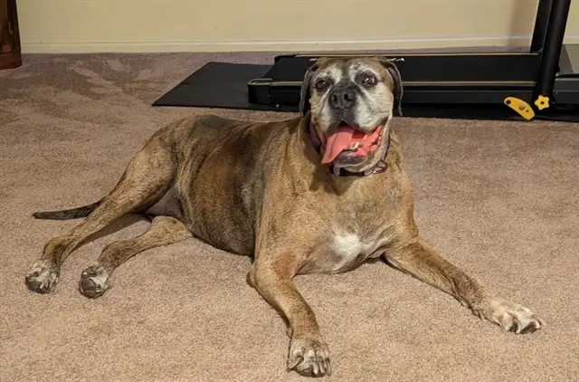 Roxie