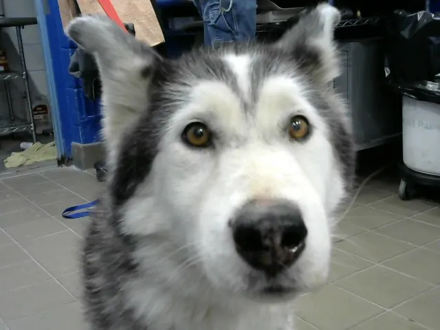 Kira