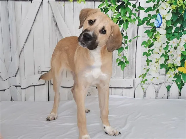Butter