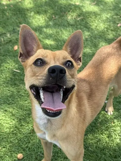 Canela