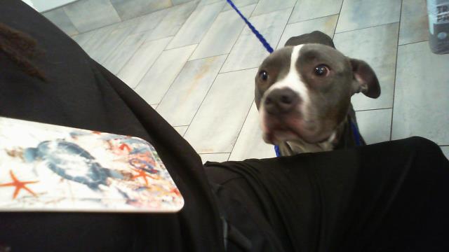 Adoptable Dog