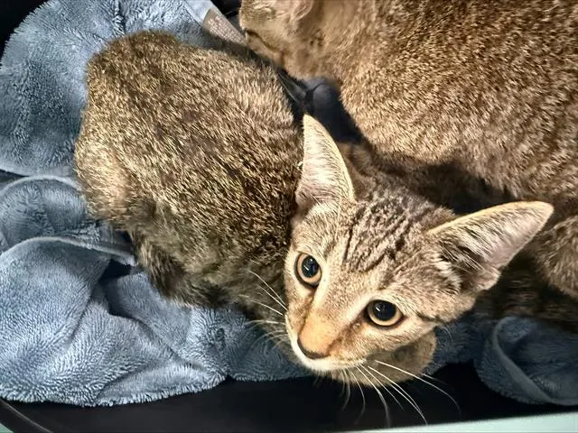 Adoptable Cat