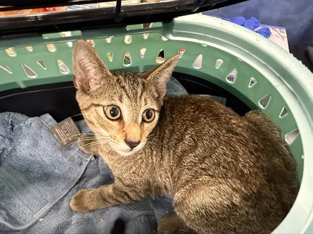 Adoptable Cat