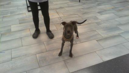 Lola