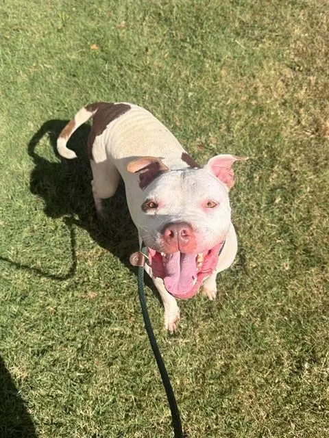 Fiddle