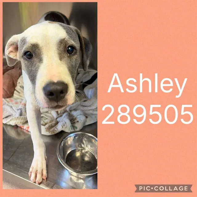 Ashley