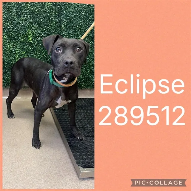 Eclipse