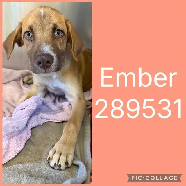 Ember