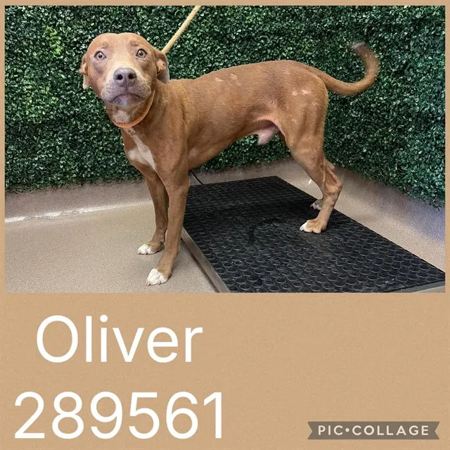Oliver
