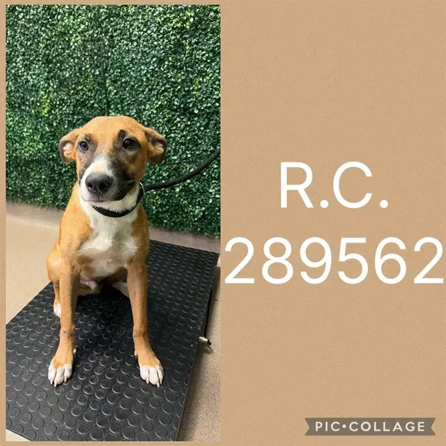 R.C.