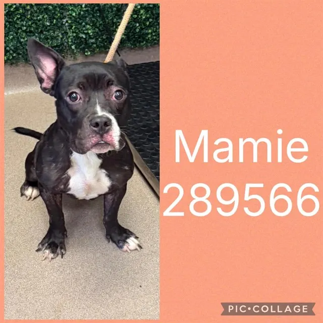 Mamie