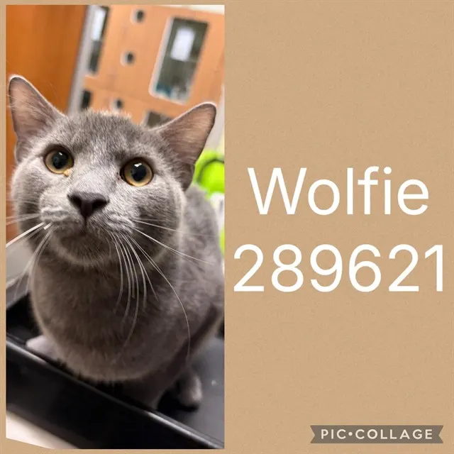 Wolfie