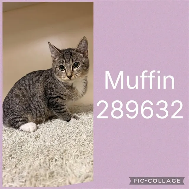 Muffin