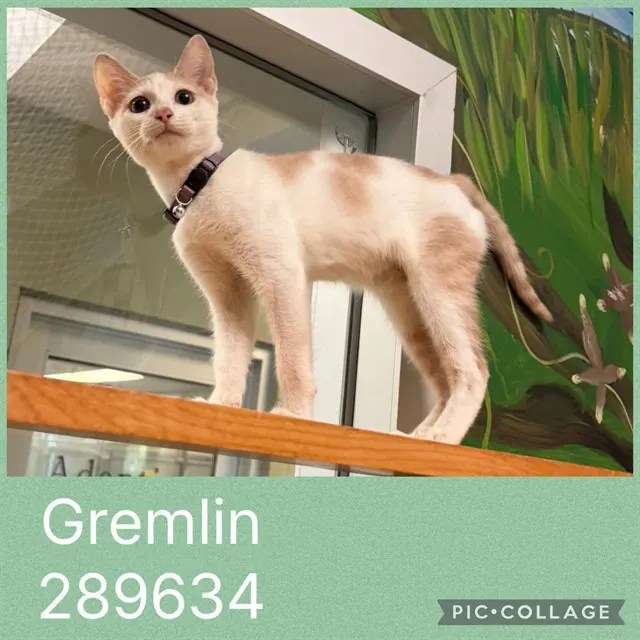 Gremlin