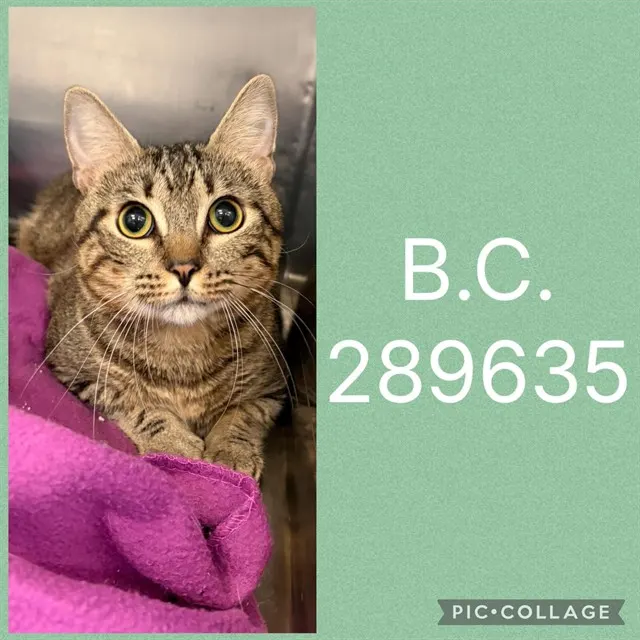 B.C.
