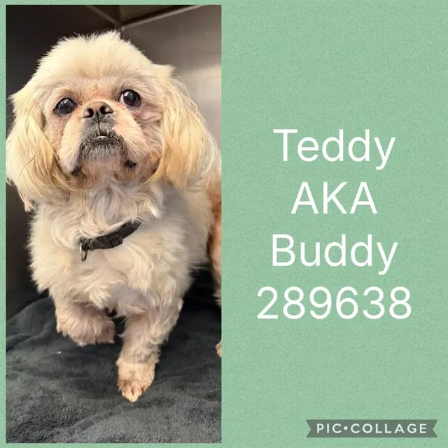 Teddy Aka Buddy