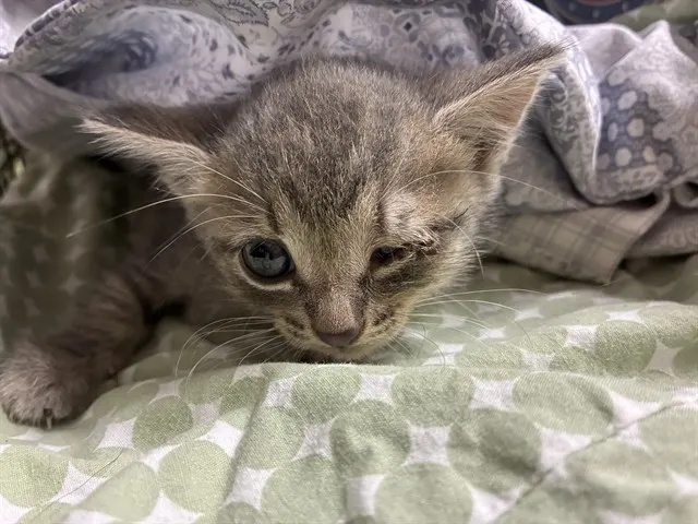 Adoptable Cat