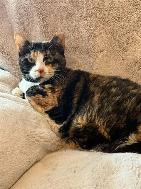 Bonita