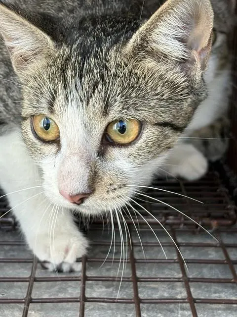 Adoptable Cat