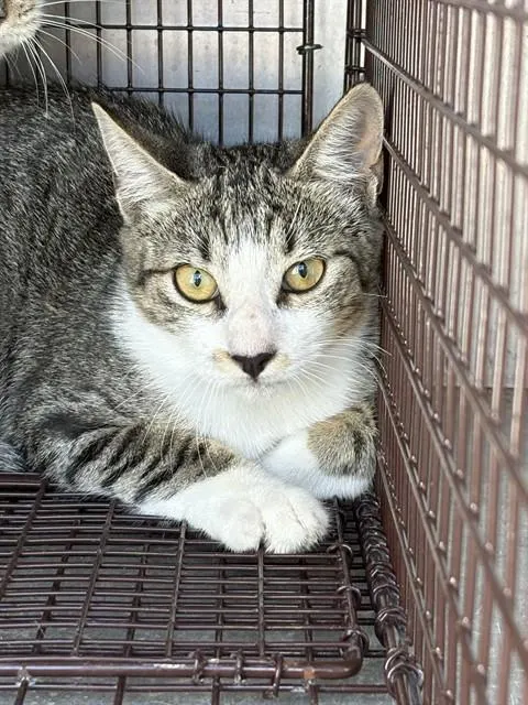 Adoptable Cat