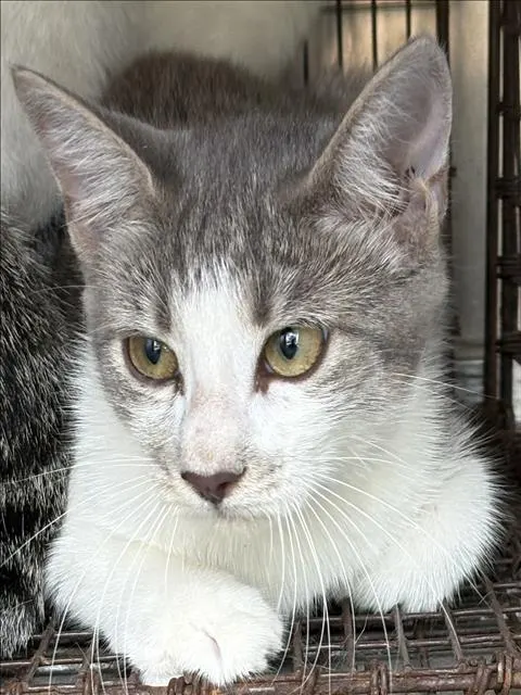Adoptable Cat