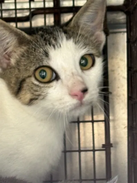 Adoptable Cat