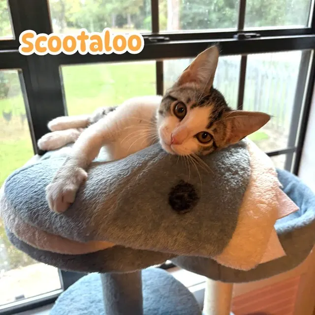 Scootaloo