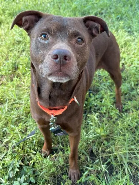 Taz
