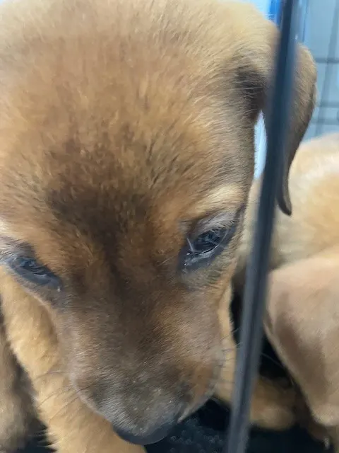 Adoptable Dog