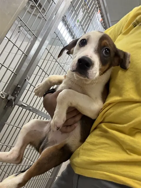 Adoptable Dog