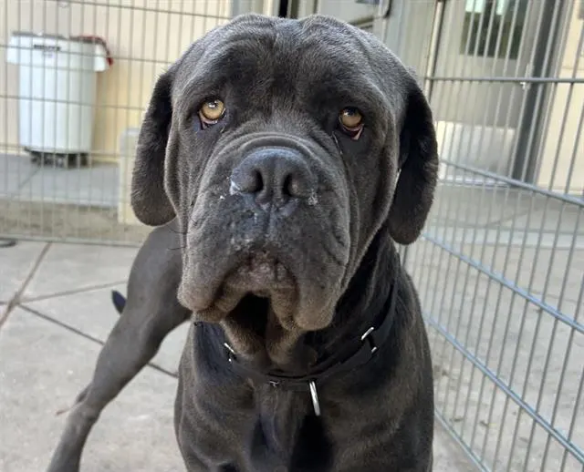 Goliath
