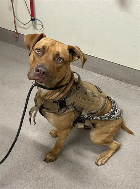 Adoptable Dog