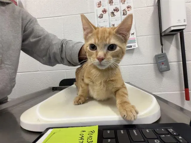 Benny
