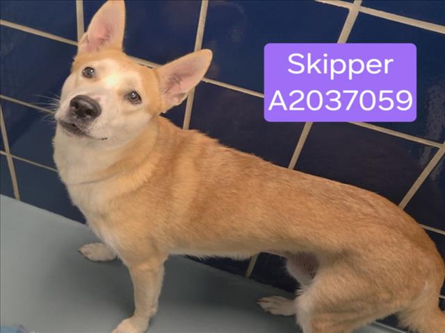 Skipper