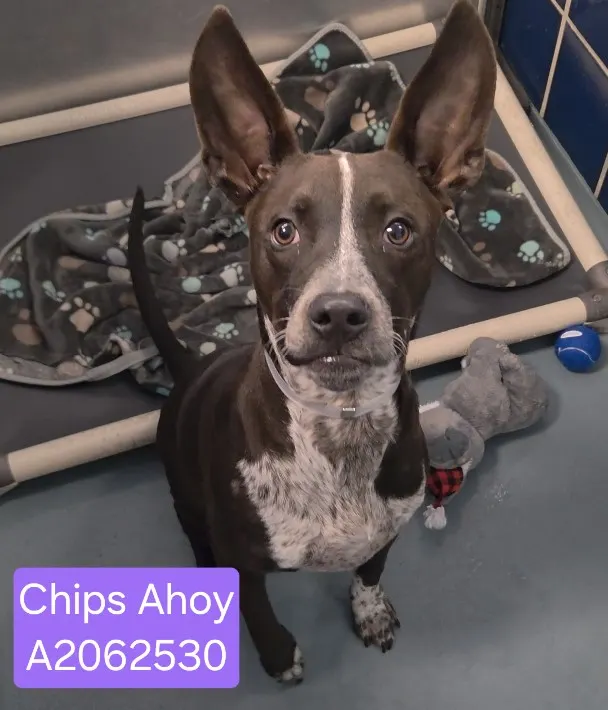 Chips Ahoy