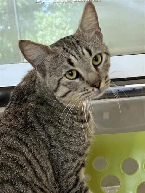 Axel