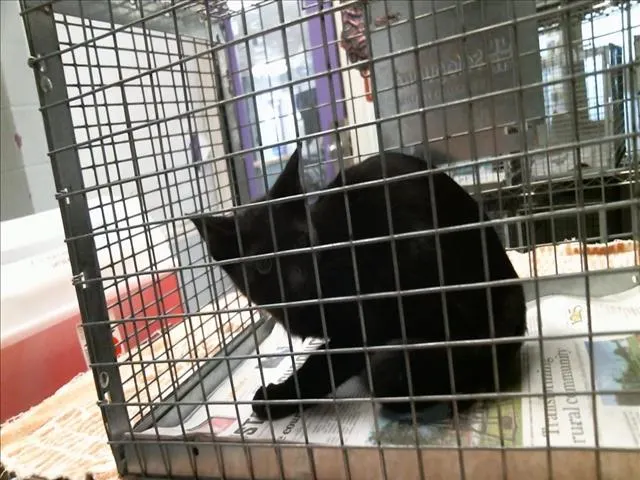 Adoptable Cat
