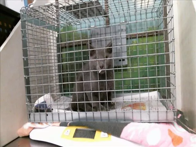 Adoptable Cat