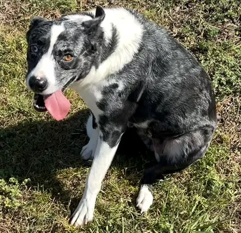 Bindi
