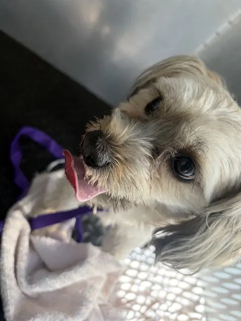 Adoptable Dog