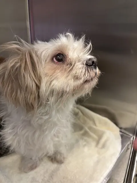 Adoptable Dog