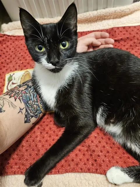Magpie/Working Cat