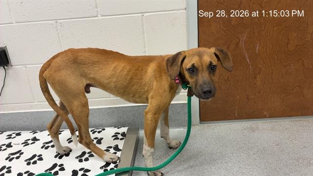 Adoptable Dog