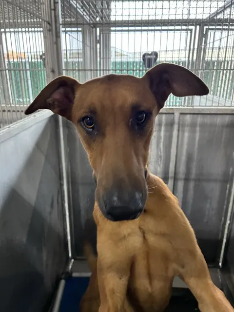 Urgent Max