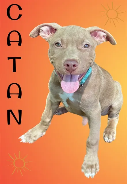 Catan